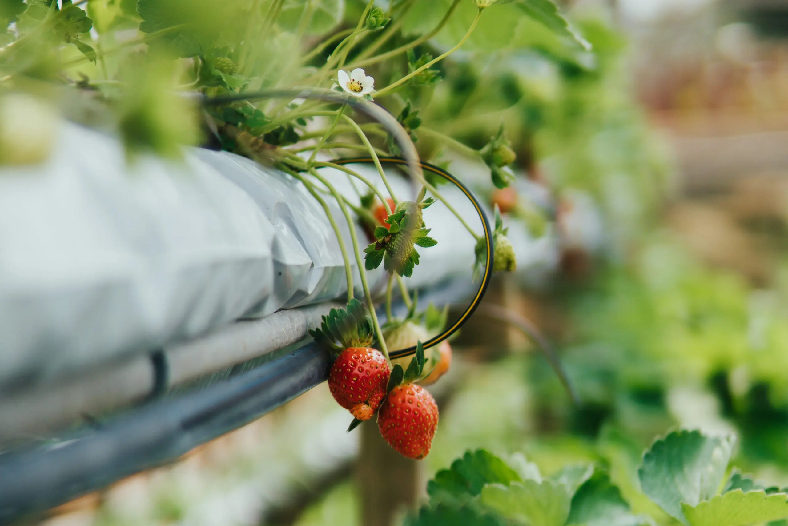 aquaponics:-an-answer-to-food-security,-sustainable-agriculture