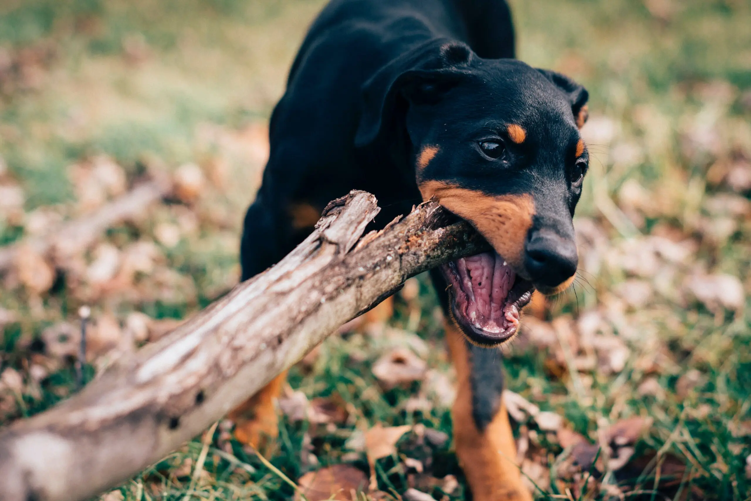 nmb-warns-of-rabies-outbreak-as-boy-dies-from-dog-bite