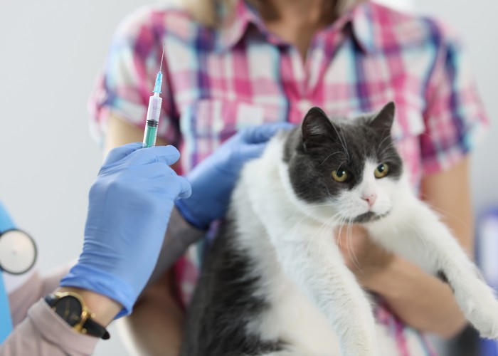 world-rabies-day:-consider-all-facts,-abandon-any-fears
