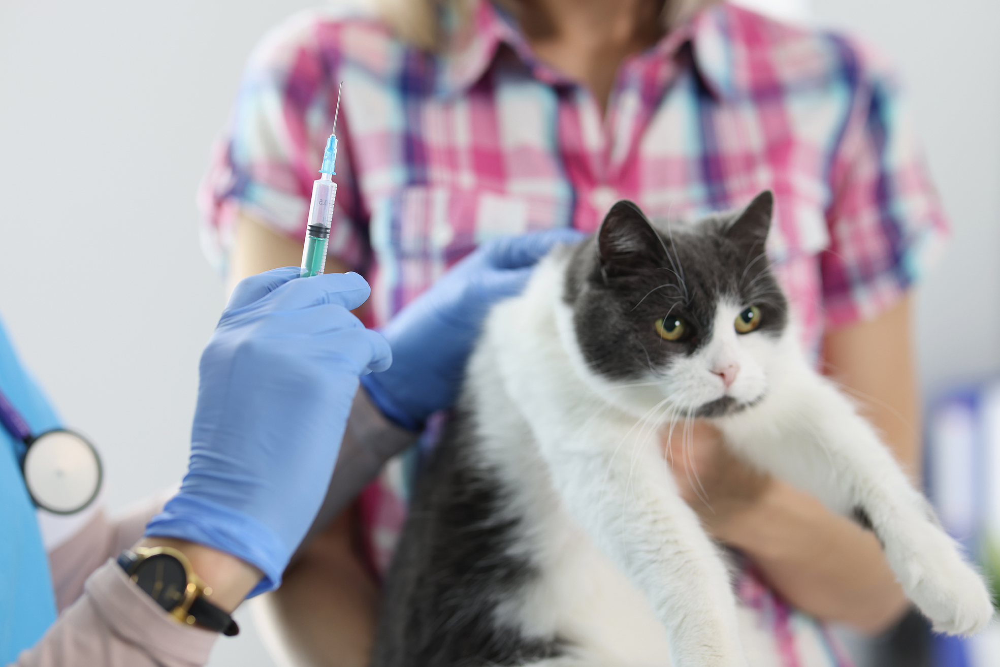 world-rabies-day:-consider-all-facts,-abandon-any-fears