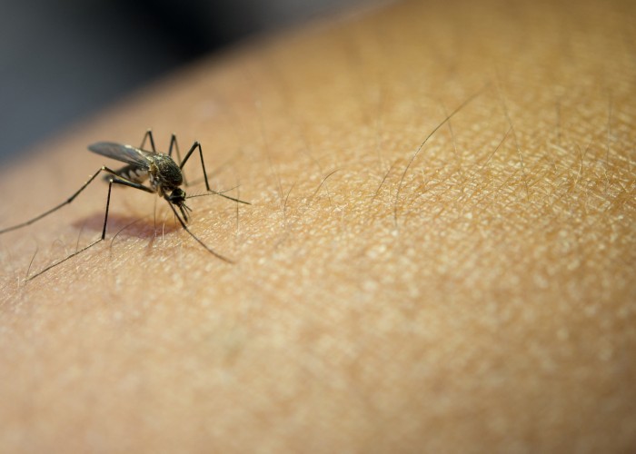 climate-change:-an-ideal-breeding-ground-for-malaria